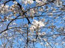 【吹田】千里南公園が整備されてきれいになってる！桜は今週末～来週が見ごろかな？
