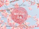 【堺】ラスト桜、どこで見る？堺の桜スポット5選