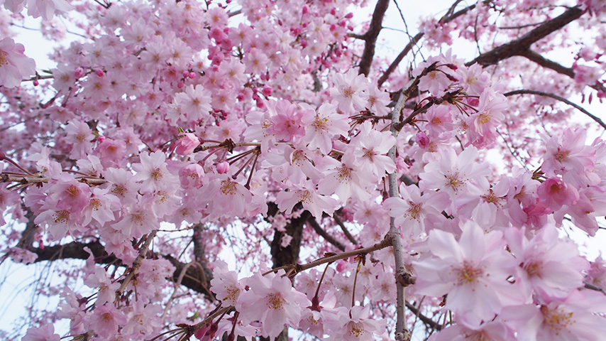 【池田】桜色の池田城跡公園と五月山