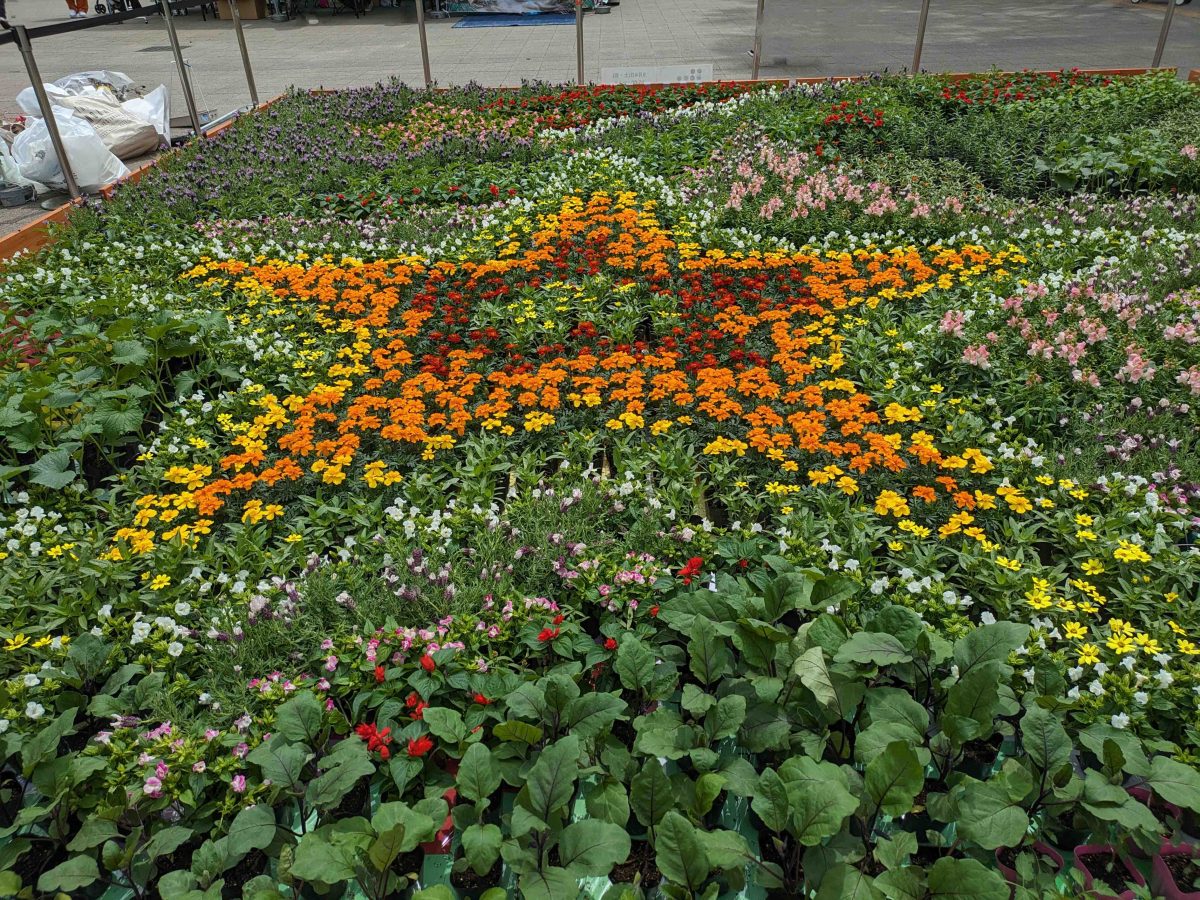 これは流山グリーンフェスティバル用に用意された花や野菜の苗。星の形になっています。