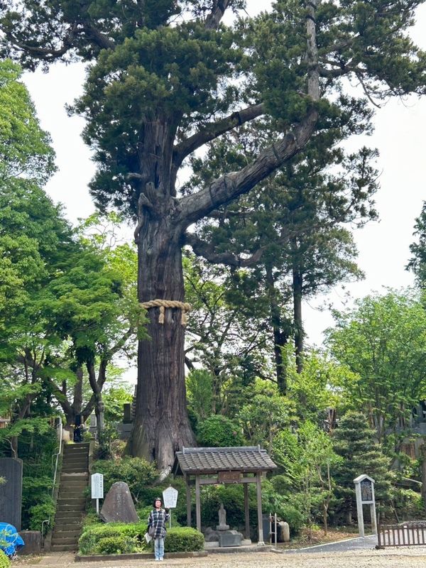 妙照寺の大杉（柏市指定文化財）。手前に立つ私から、この木の大きさを想像してください。樹齢は750年を超えるともいわれています。