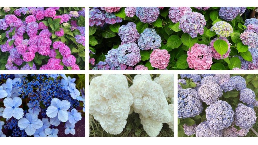 【堺区】三宝水再生センターの一般公開で、約100種の紫陽花を愛でる