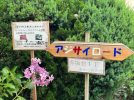【栂・美木多】赤坂台「アジサイロード」の紫陽花20種の株分けが7月14日（日）に決定
