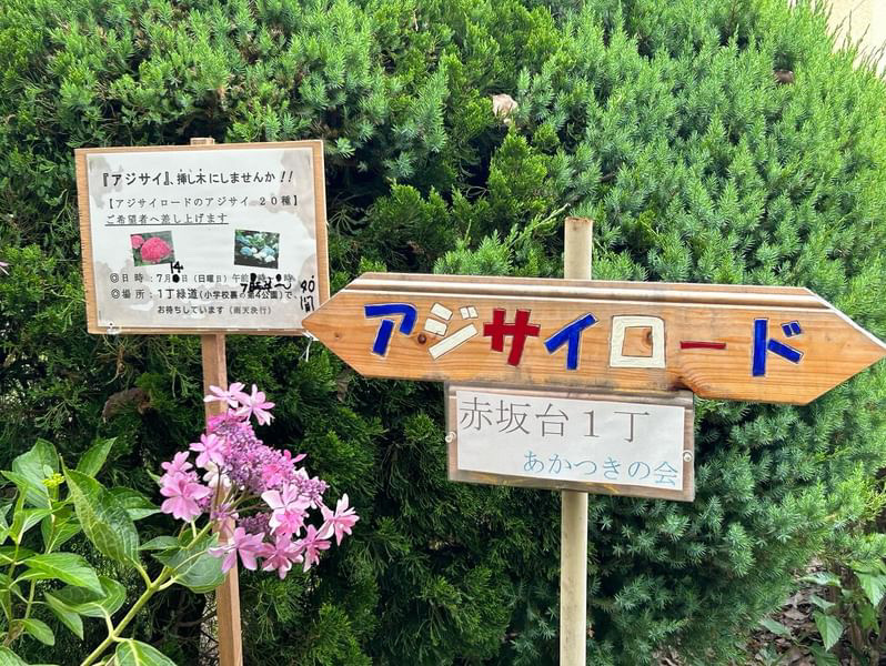 【栂・美木多】赤坂台「アジサイロード」の紫陽花20種の株分けが7月14日（日）に決定