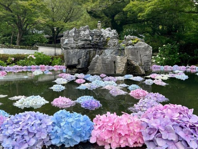 【池田】久安寺でフォトジェニックな風景を「あじさいうかべ」6月15日（土）～30日（日）開催