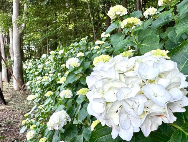 【野田】一度は行ってみて♪清水公園のあじさい&菖蒲の景色は最高