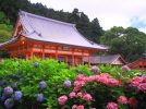 【箕面】しっとり咲くあじさいを愛でに勝尾寺へ「勝ちフォトコンテスト」6月30日（金）まで開催中！
