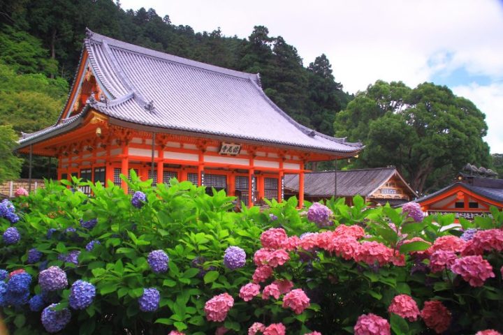 【箕面】しっとり咲くあじさいを愛でに勝尾寺へ「勝ちフォトコンテスト」6月30日（金）まで開催中！