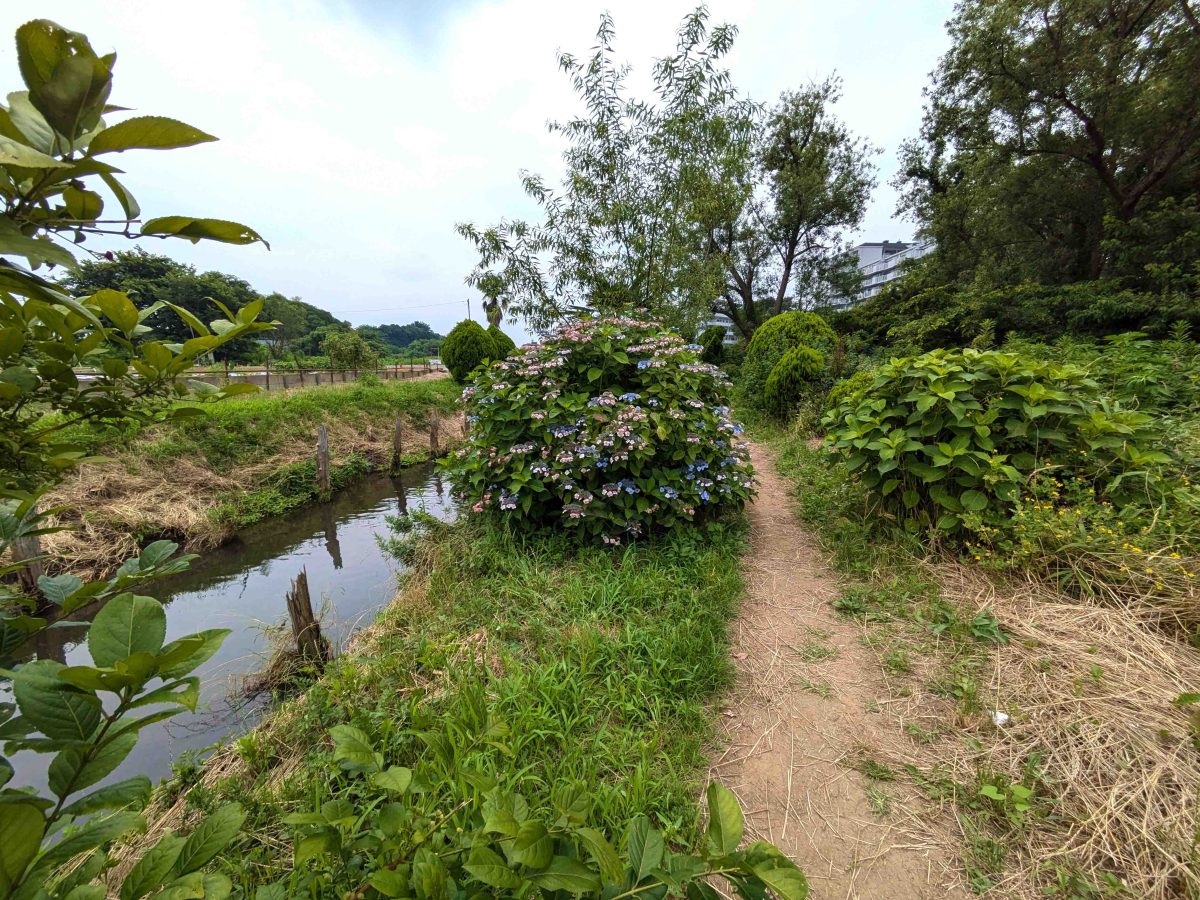 Googleマップは大津川沿いの未舗装の道を案内してくれました。