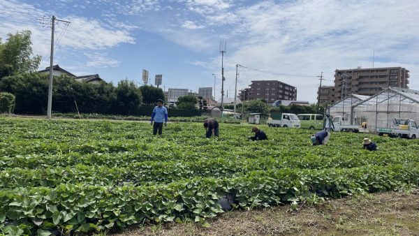 4Hクラブさんとさつまいも畑の草取り