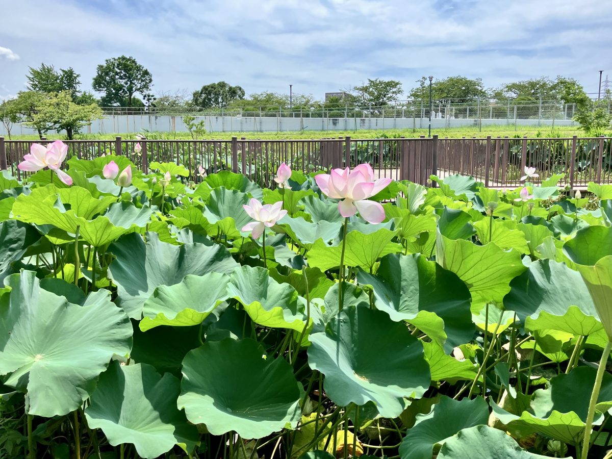 間近で葉っぱとお花の大きさを実感！