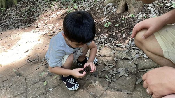 手賀の丘公園　カブトムシ