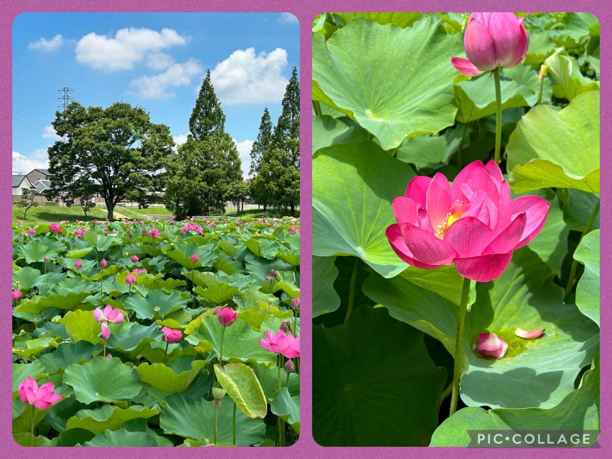 白鷺公園のハスは　ピンクで鮮やか　私はスマホで　パチリ