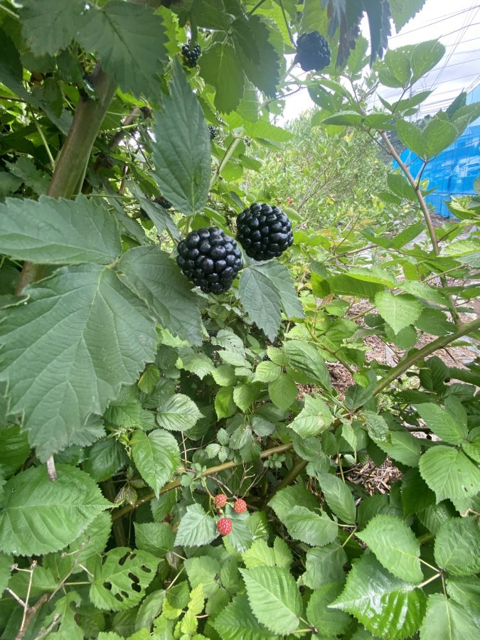 ブラックベリーの木があるのも魅力的♡