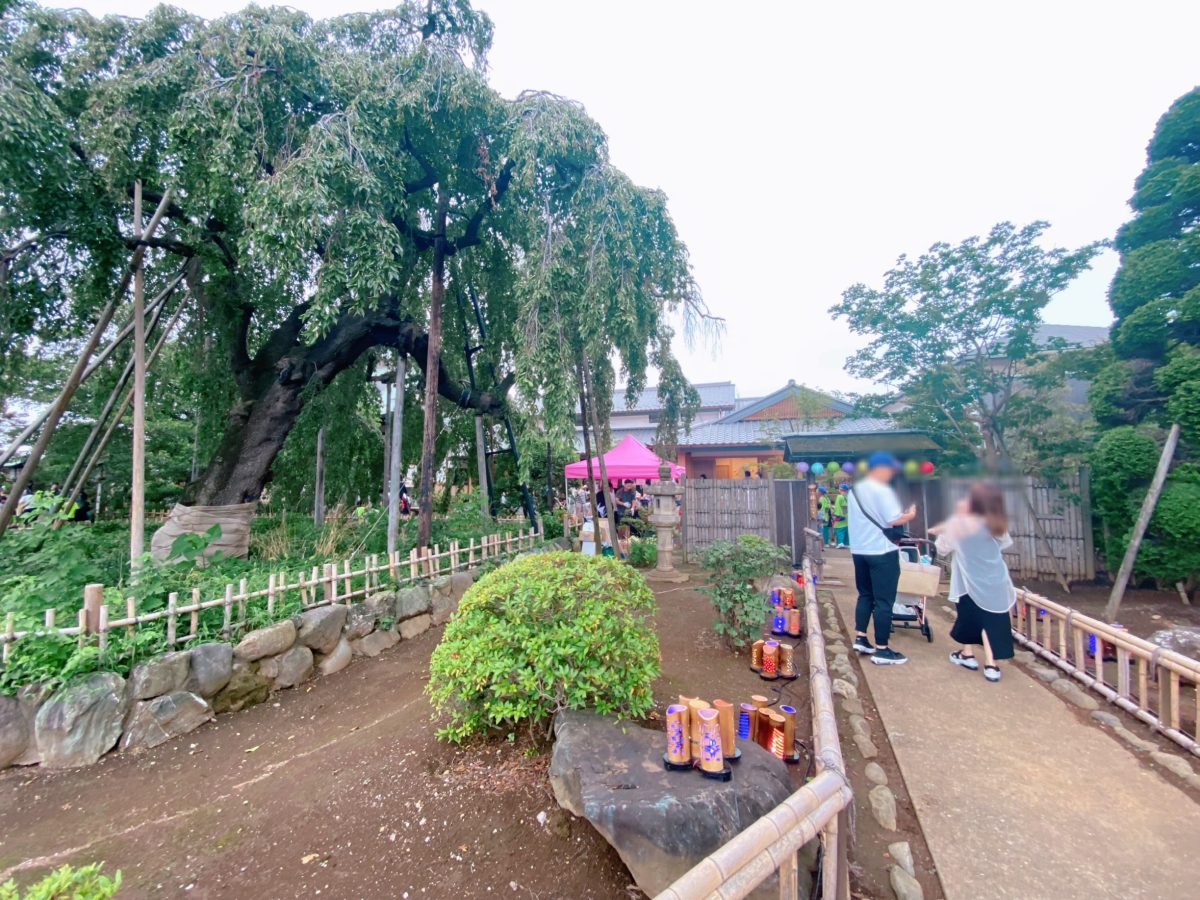 【清龍院】会場に向かうと緑豊かで美しい〝樹齢400年のしだれ桜〟がお出迎えしてくれました