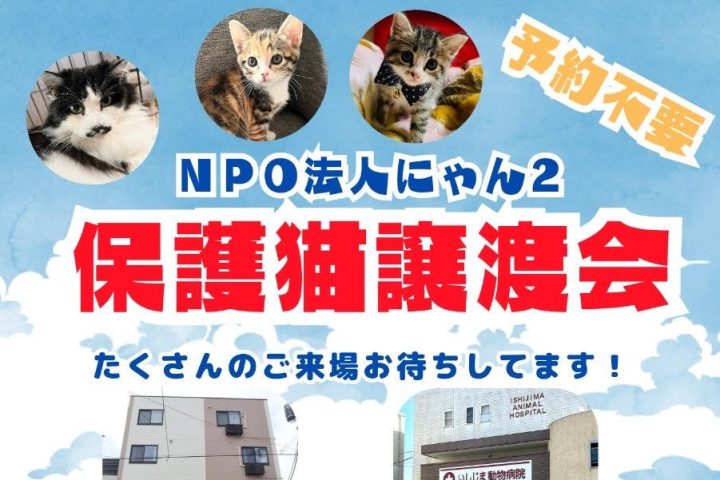 【松戸市・柏市】9/7,28保護猫譲渡会 ＆ 9/8フリマ by NPO法人にゃん2