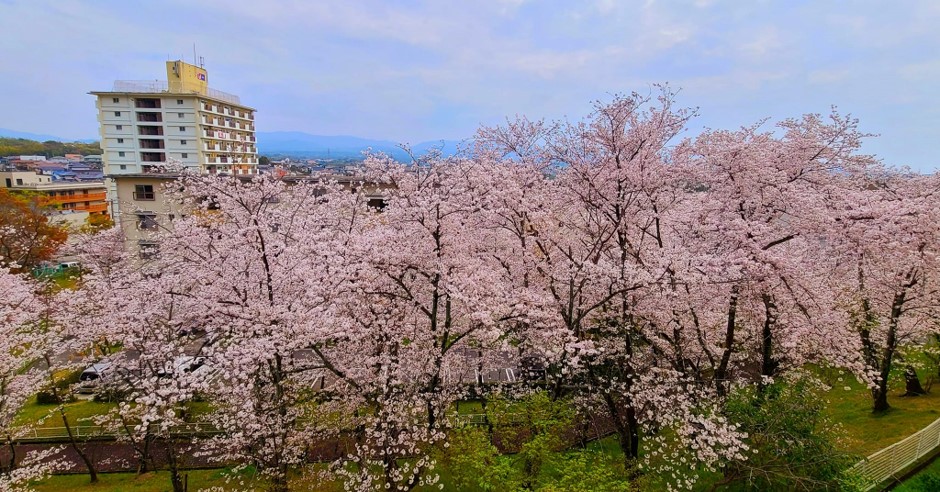 窓から桜並木を見る。かなり贅沢な風景。