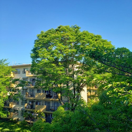 木々が大きく茂り、「天空の城○○○○」のような団地です。