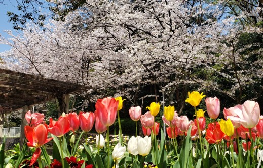 住民さんが手入れをしてくれている花壇で、季節のお花が楽しめます。