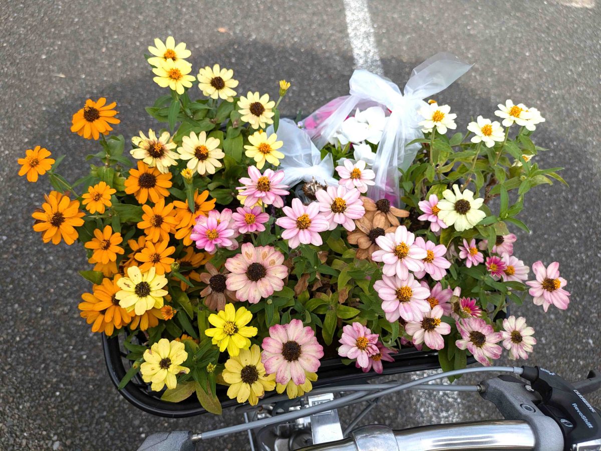 自転車のかご一杯のヒャクニチソウ