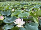 【豊中市】もう見に行った？服部緑地の山ケ池のハスがそろそろ終わりかも！？