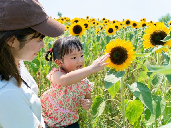 2024年　ハーベストの丘　ひまわり