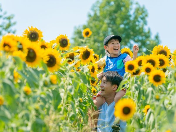 2024年　ハーベストの丘　ひまわり