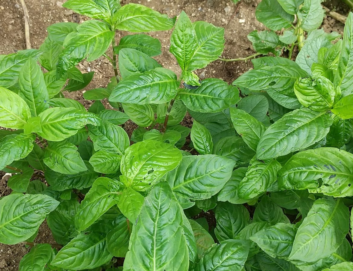 ④8月　自宅の花壇のタデアイに毎日水をかけると元気になる