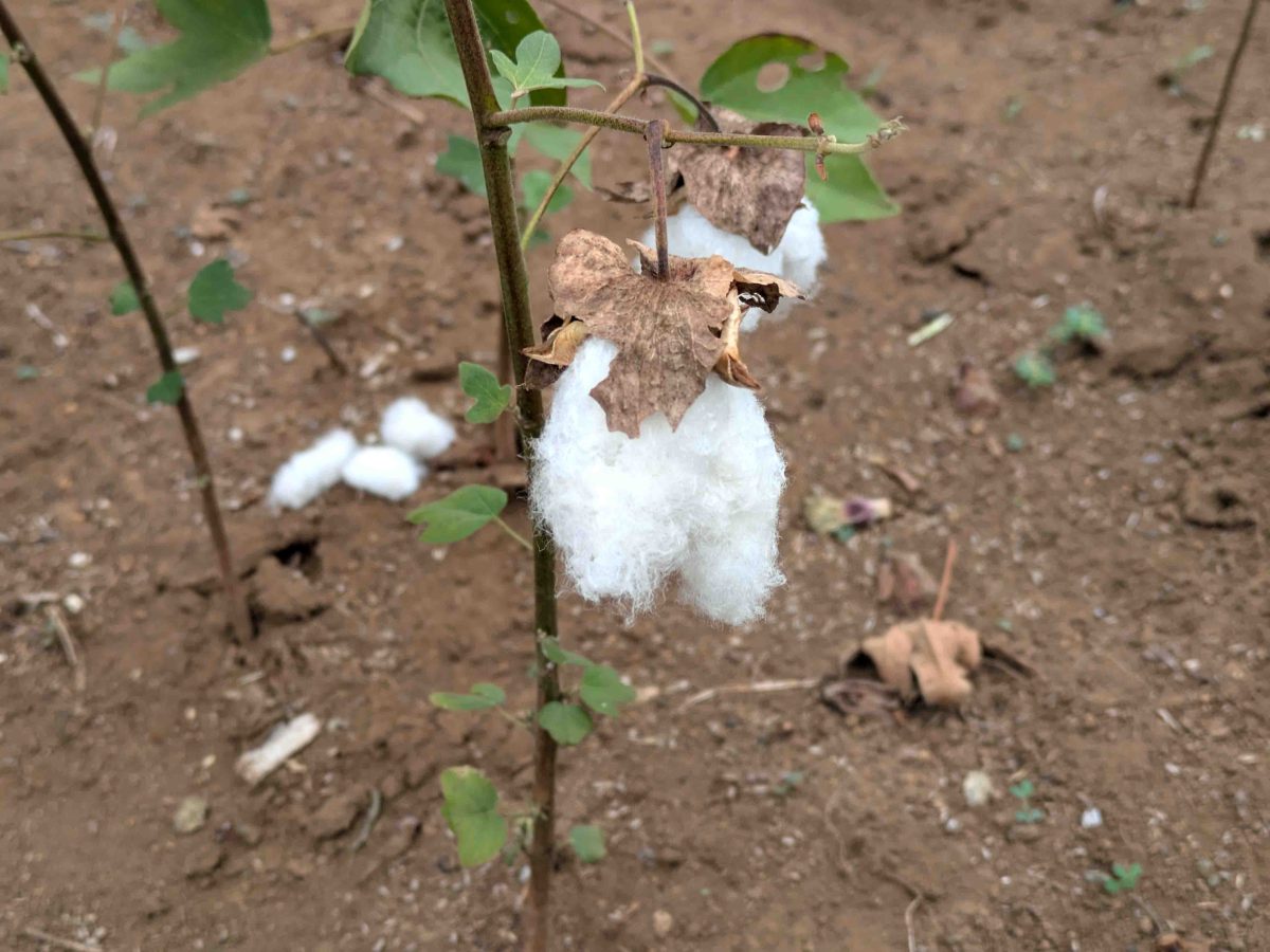 ツキヒノ会の植栽エリアでは綿の実が成っていました。