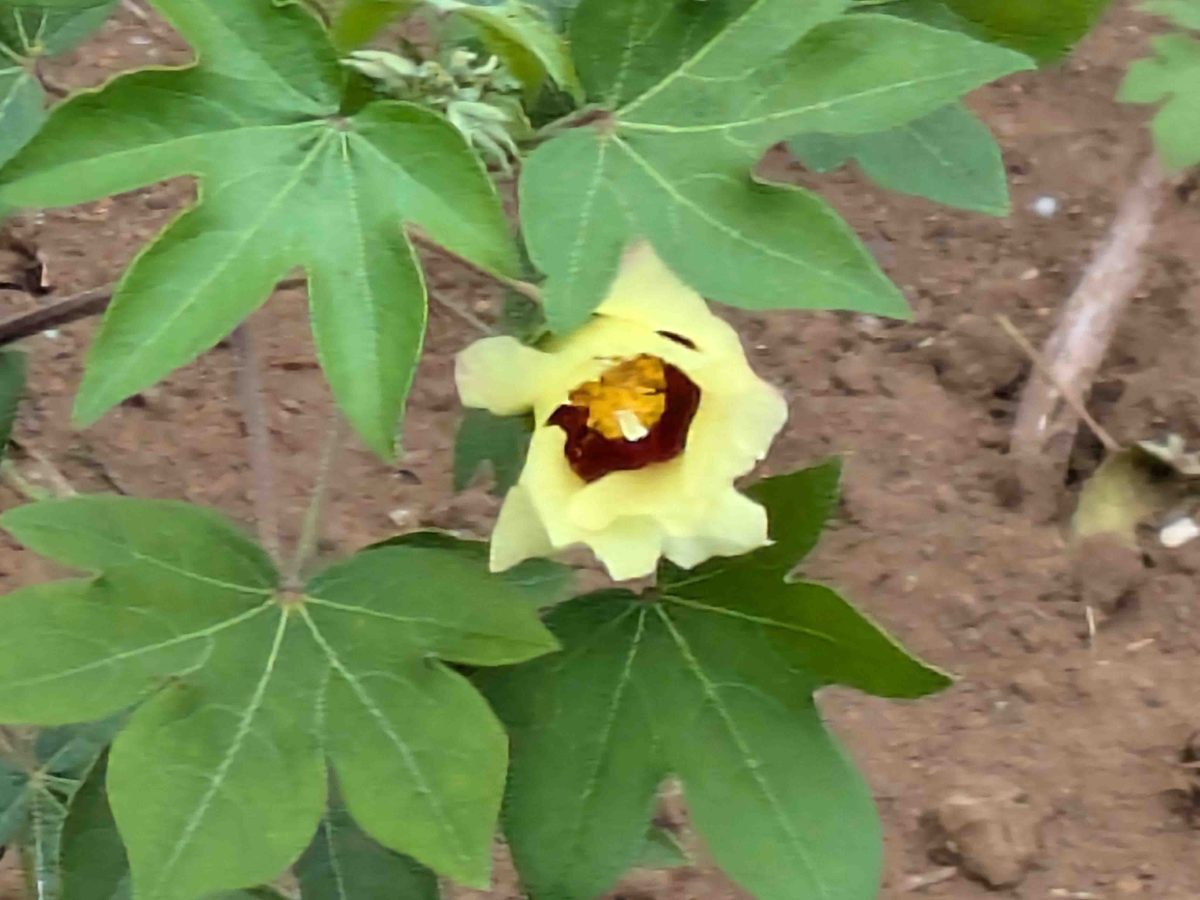 綿の花もまだ少し咲いていました。