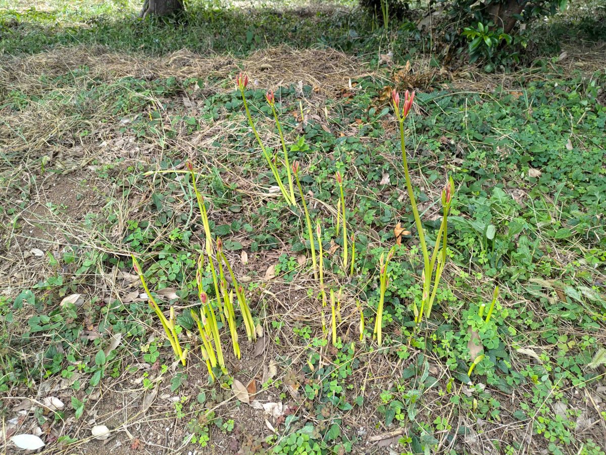 ニョキニョキと花芽が出ています。