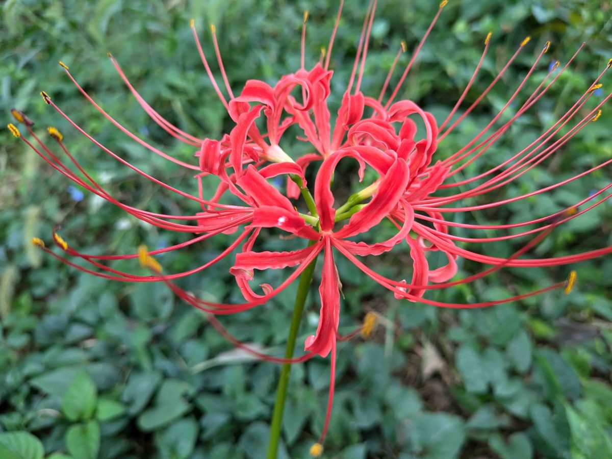 香取神社のヒガンバナ。