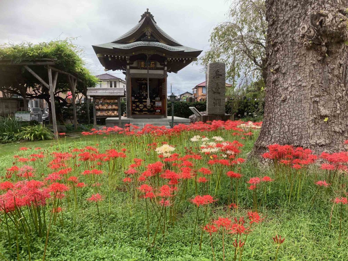 大洞院の彼岸花。2023年9月撮影。