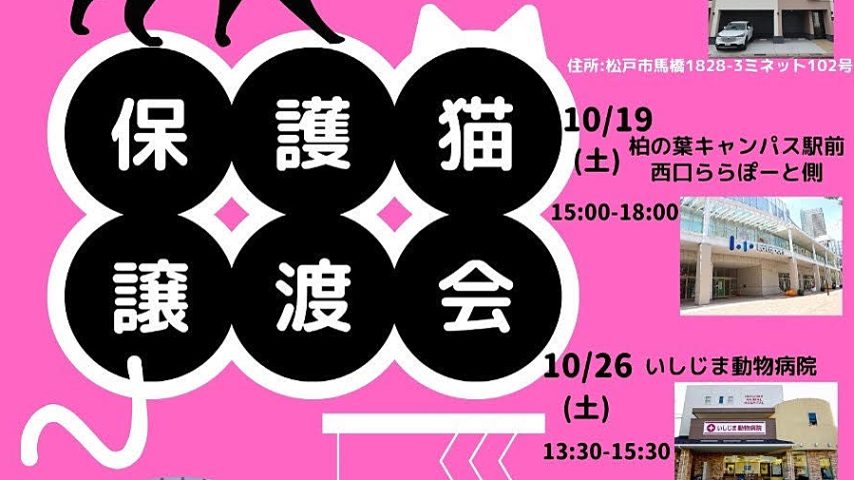 【松戸市・柏市】2024年10月5日,19日,26日,27日 保護猫譲渡会 by NPO法人にゃん2