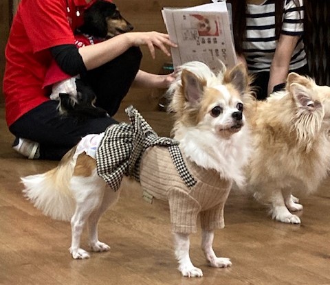 ロングコートチワワのリムルちゃん