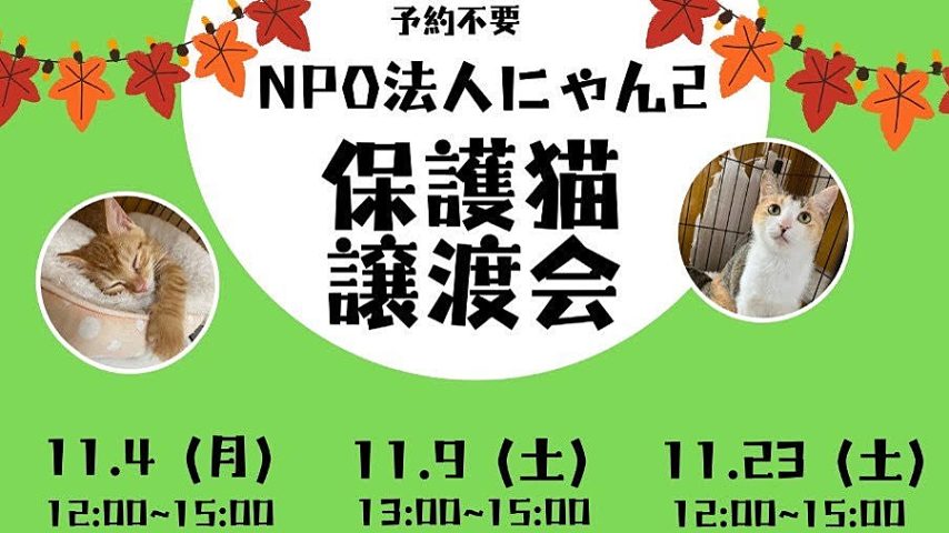 【松戸市】【流山市】【柏市】2024年11月のねこ情報～11/4(月),9(土),23(土)保護猫譲渡会 by NPO法人にゃん2