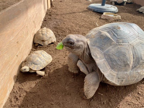 流山　移動動物園　カメ