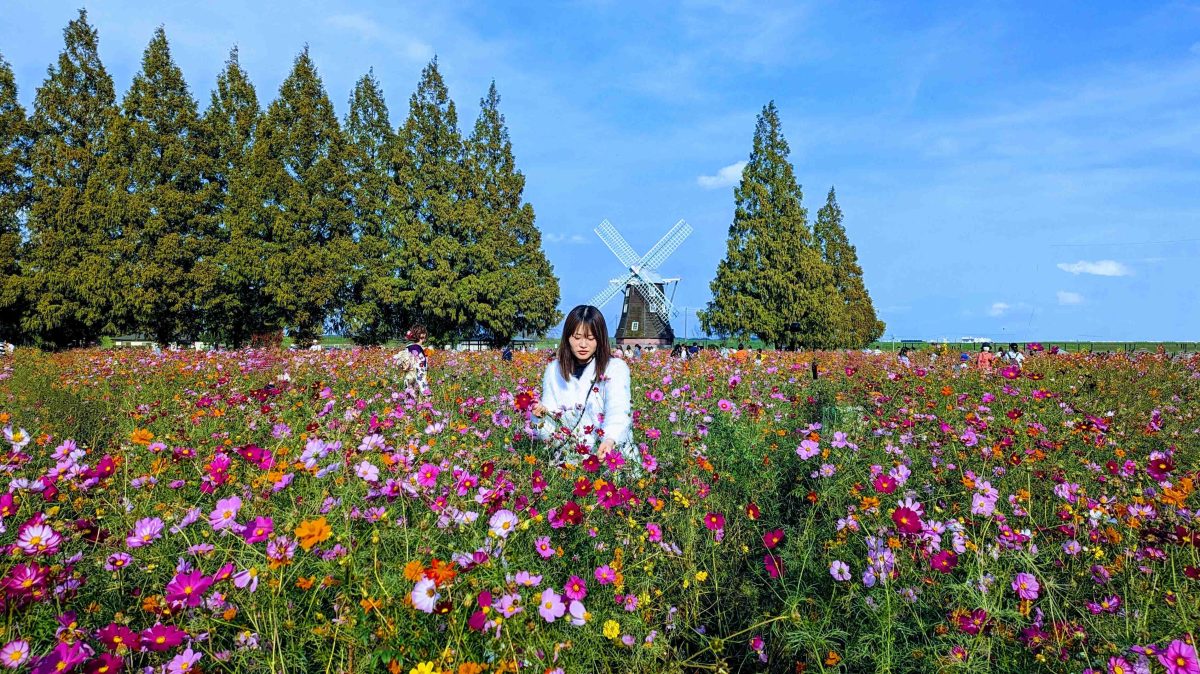 【柏市】コスモスが徐々に見頃に～あけぼの山農業公園の風車前の花畑～