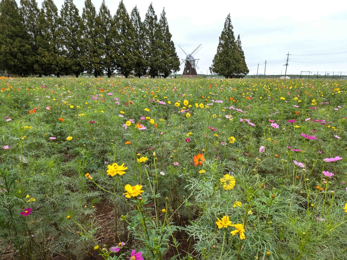 風車広場のコスモス畑。結構咲き始めてました。