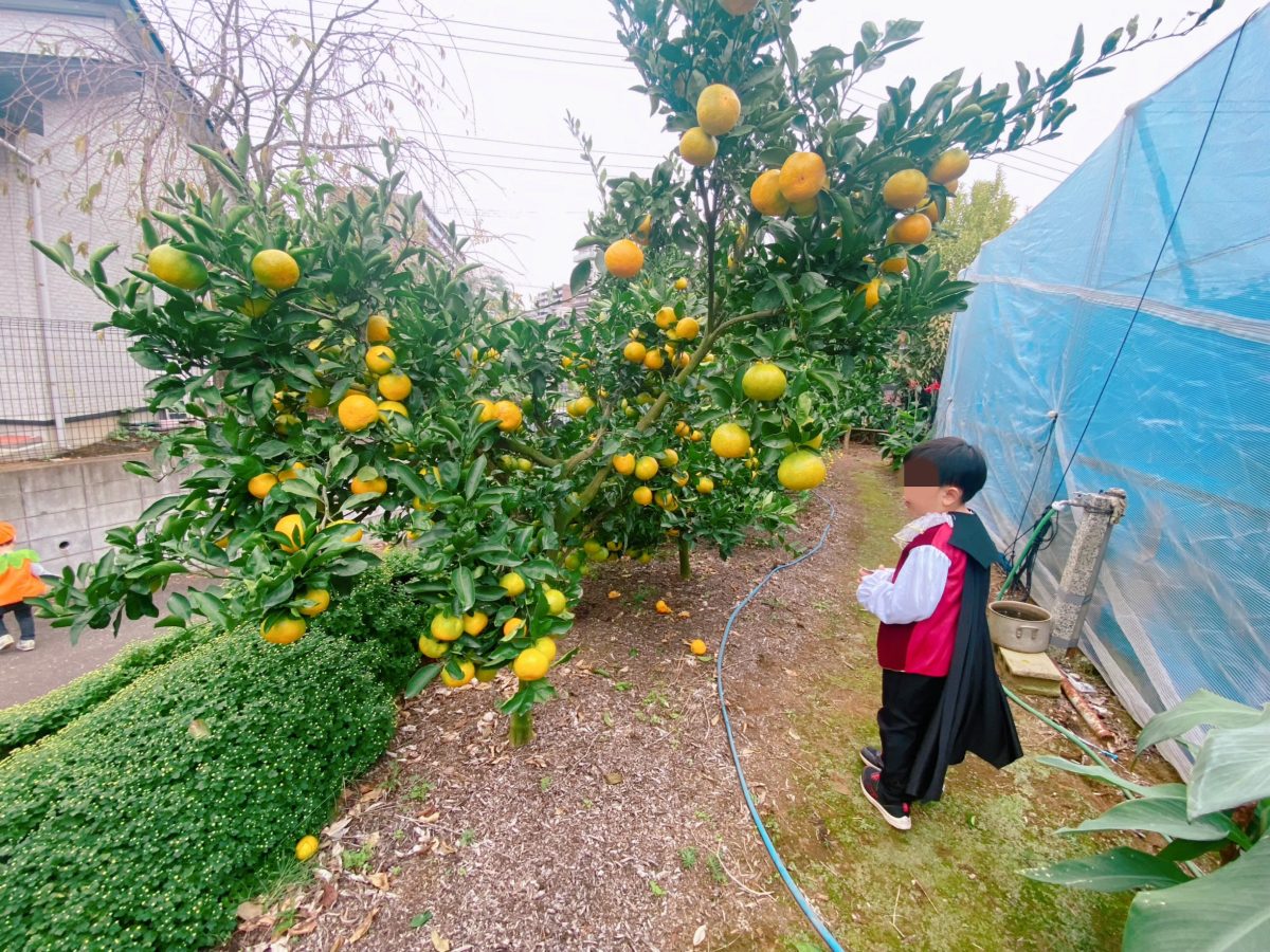 自然豊かな果樹園が会場なのも【ガレノバ】にしかない魅力の1つ