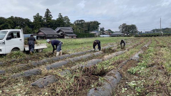 さつまいも　ツル刈り作業　