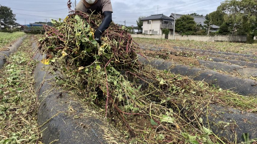 【柏•流山4Hクラブ】さつまいもの収穫体験ができるまで【その3】編集部、ツル刈りをする