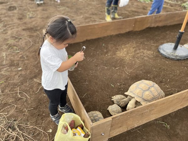 流山　移動動物園　カメ