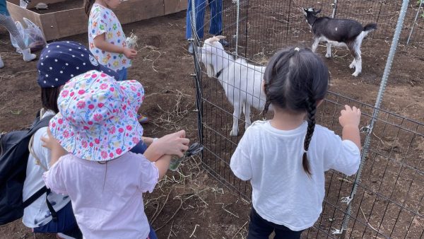 流山　移動動物園　ヤギ