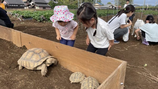 流山　移動動物園　カメ