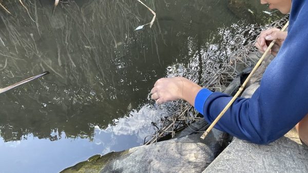 根木内歴史公園　ザリガニ釣り