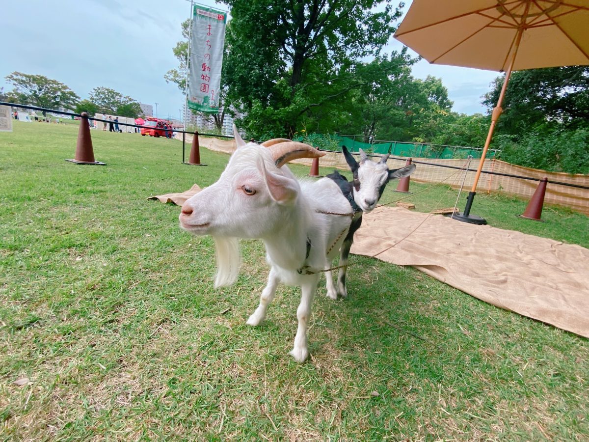 まちの動物園〜ヤギのしろくん⭐︎くろちゃんに会いに来てね♩