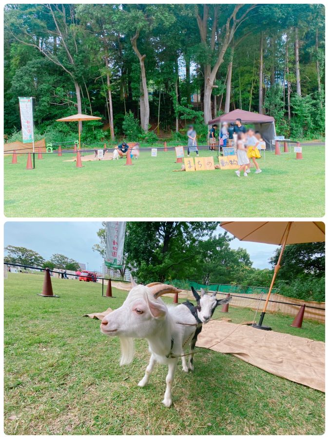 【まちの動物園】流山を拠点として活動している移動型動物園〜うさぎ•モルモット•やぎ〜可愛い動物さんが出張してくれました