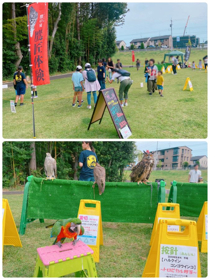 【鷹の庵】ハヤブサ・タカ・フクロウ•ミミズク・インコなどの鳥が出現！！フライトショーやふれあい体験が出来ました