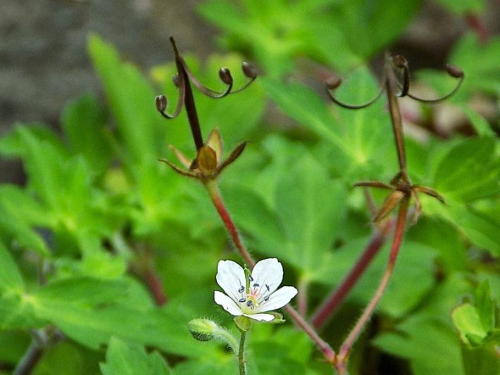 種子を飛ばした後のゲンノショウコ　本当にお神輿の屋根に似てますよね？